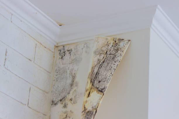 Best Residential Mold Inspection & Testing  in Fountain Hill, PA